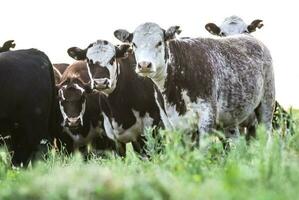 Cows in Countryside, Pampas, Argentina photo