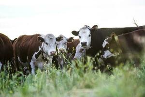 Cows in natural fields, Buenos Aires, Argentina photo