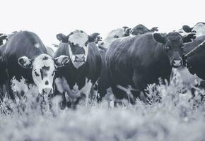 Cows in Countryside,in  Pampas landscape, Argentina photo