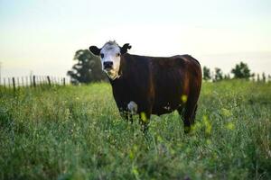 Cows in natural fields, Buenos Aires, Argentina photo