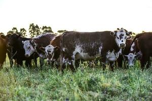 Cows in Countryside, Pampas, Argentina photo