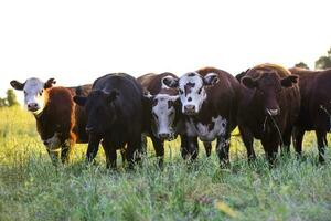 vacas en natural campos, buenos aires, argentina foto