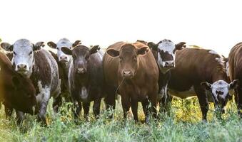 vacas en campo, pampa, argentina foto