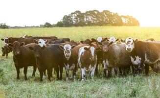 alimentado césped ganado, vacas en pampa, argentina foto