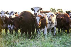 Cows in natural fields, Buenos Aires, Argentina photo