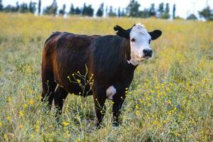 vaca elevado con natural hierba, pampa, argentina foto