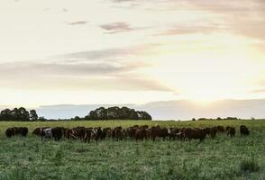 alimentado césped ganado, vacas en pampa, argentina foto