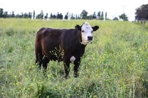 Cow raised with natural grass,Pampas, Argentina photo