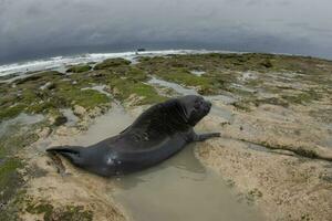 Elephant seal, Peninsula Valdes, Unesco World Heritage Site, Patagonia, Argentina photo