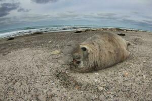 Elephant seal, Peninsula Valdes, Unesco World Heritage Site, Patagonia, Argentina photo
