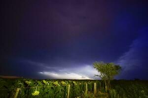 Countryside sunflowers with stormy sky, Pampas, Argentina photo