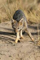 Pampas Grey fox in Pampas grass environment, La Pampa province, Patagonia, Argentina. photo