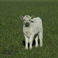 White Shorthorn calf , in Argentine countryside, La Pampa province, Patagonia, Argentina. photo