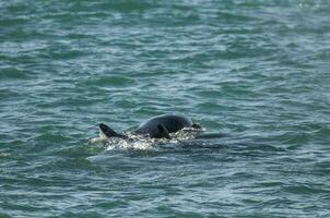 asesino ballena, orca, caza un mar leones , península Valdés, Patagonia argentina foto