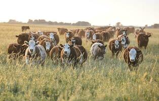 vacas en campo, pampa, argentina foto