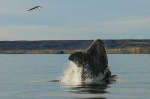 del Sur Derecha ballena,saltando comportamiento, puerto Madryn, Patagonia, argentina foto