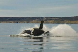 Whale jumping in Peninsula Valdes,Puerto Madryn,  Patagonia, Argentina photo