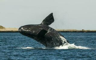 Whale jumping in Peninsula Valdes,, Patagonia, Argentina photo