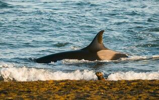 orca cazar mar leones, Patagonia , argentina foto