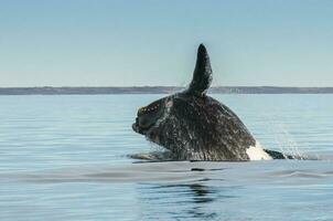 Southern right whale,jumping behavior, Puerto Madryn, Patagonia, Argentina photo