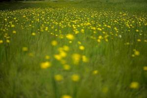 Wild flower background  in Patagonia, Argentina photo