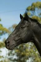 Black breeding horse, Portrait, La Pampa Province, Patagonia, Argentina. photo