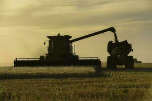 Harvester machine, harvesting in the Argentine countryside, Buenos Aires province, Argentina. photo