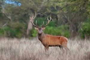 masculino rojo ciervo en la pampa, argentina, parque luro, naturaleza reserva foto