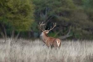 Male Red deer in La Pampa, Argentina, Parque Luro, Nature Reserve photo