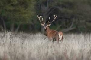 Male Red deer in La Pampa, Argentina, Parque Luro, Nature Reserve photo