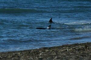 orca caza mar leones,peninsula Valdés, la unesco mundo patrimonio padre, Patagonia argentina. foto