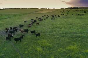 Aerial view of a troop of steers for export, cattle raised with natural pastures in the Argentine countryside. photo