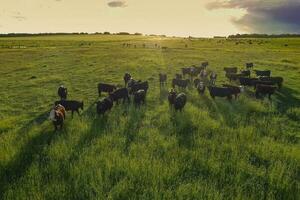 Aerial view of a troop of steers for export, cattle raised with natural pastures in the Argentine countryside. photo