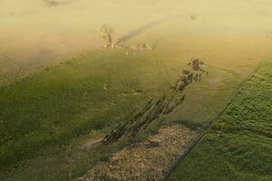 Aerial view of a troop of steers for export, cattle raised with natural pastures in the Argentine countryside. photo