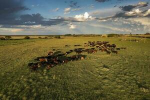 Aerial view of a troop of steers for export, cattle raised with natural pastures in the Argentine countryside. photo