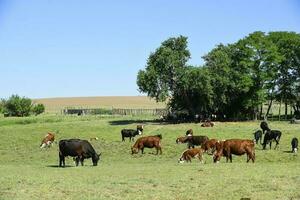 vacas en argentino campo, la pampa provincia, argentina. foto