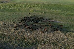 Aerial view of a troop of steers for export, cattle raised with natural pastures in the Argentine countryside. photo