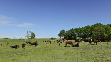 vacas en argentino campo, la pampa provincia, argentina. foto