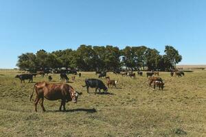 Cattle in Argentine countryside,La Pampa Province, Argentina. photo