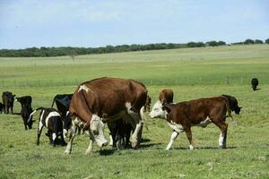 Cattle in Argentine countryside,La Pampa Province, Argentina. photo