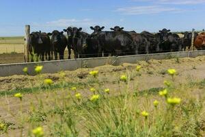 Cattle in Argentine countryside,La Pampa Province, Argentina. photo