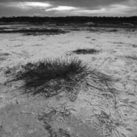 Saltpeter on the floor of a lagoon in a semi desert environment, La Pampa province, Patagonia, Argentina. photo