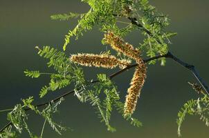 Calden Flower in Pampas forest environment, La Pampa Province, Patagonia, Argentina. photo