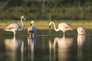 Flock of flamingos in a salty lagoon,Patagonia, Argentina photo