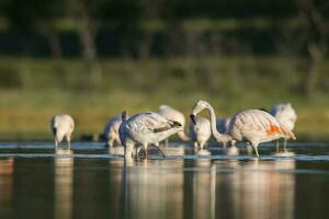 Flock of flamingos in a salty lagoon,Patagonia, Argentina photo