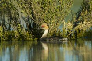 Silvery Grebe in Pampas Lagoon, La Pampa Province,  Patagonia, Argentina. photo