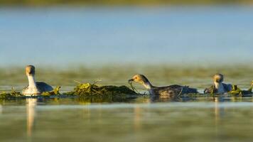 Silvery Grebe in Pampas Lagoon, La Pampa Province,  Patagonia, Argentina. photo