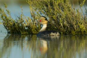 Silvery Grebe in Pampas Lagoon, La Pampa Province,  Patagonia, Argentina. photo