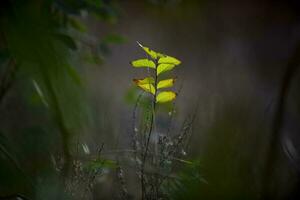 Autumn leaves in the forest, La Pampa Province, Patagonia, Argentina. photo