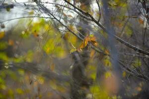 otoño hojas en el bosque, la pampa provincia, Patagonia, argentina. foto